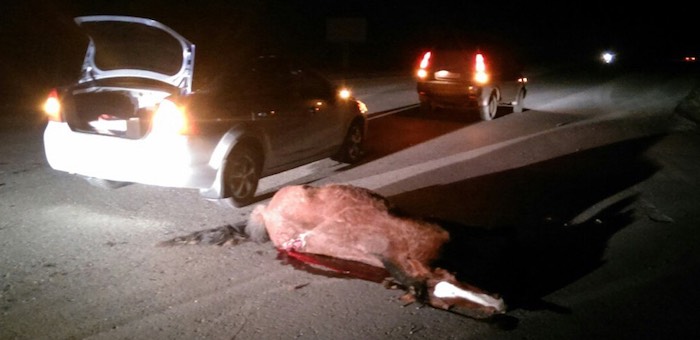 Из-за бесконтрольного выпаса скота на Алтае в этом году произошло 75 аварий