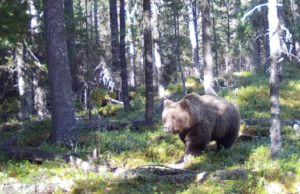 Медведь в Катунском заповеднике погрыз фотоловушку и сделал селфи