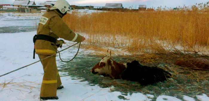 Пожарные Кош-Агача продолжают спасать провалившихся под лед коров