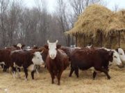 Пять центнеров на одну условную голову: на Алтае началась зимовка скота Пять центнеров на одну условную голову: на Алтае началась зимовка скота