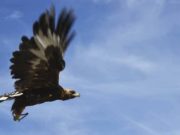 Путь беркута: Ульгий – Гималаи – Актру Путь беркута: Ульгий – Гималаи – Актру