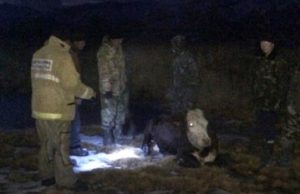 Пожарные спасли коров, провалившихся под лед Пожарные спасли коров, провалившихся под лед