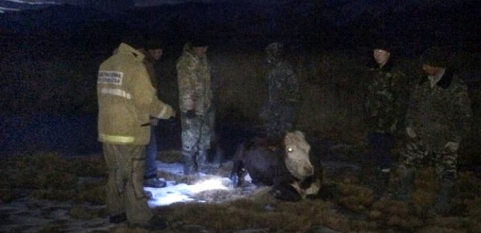 Пожарные спасли коров, провалившихся под лед
