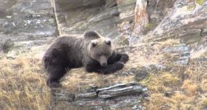 Как охотится сайлюгемский медведь: уникальные видеокадры