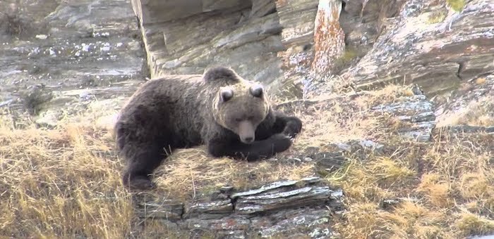 Как охотится сайлюгемский медведь: уникальные видеокадры