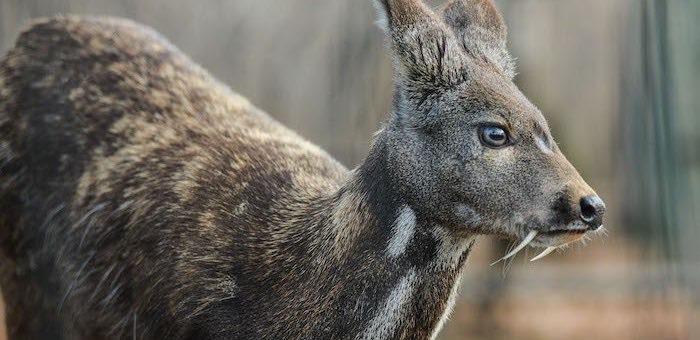 В Катунском заповеднике апробированы разные методы учета кабарги