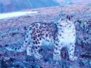 Розовый барсенок в горах Алтая: уникальный кадр с фотоловушки Розовый барсенок в горах Алтая: уникальный кадр с фотоловушки
