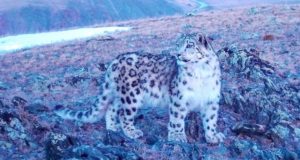 Розовый барсенок в горах Алтая: уникальный кадр с фотоловушки