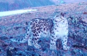 Розовый барсенок в горах Алтая: уникальный кадр с фотоловушки Розовый барсенок в горах Алтая: уникальный кадр с фотоловушки