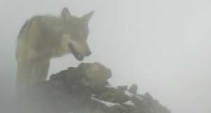 Волки в тумане. Хищники готовятся к охоте