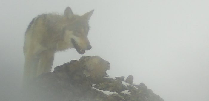 Волки в тумане. Хищники готовятся к охоте