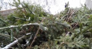 За вырубку пихт будут судить двоих турочакских браконьеров За рубку пихт перед Новым годом осудят двоих турочакских браконьеров