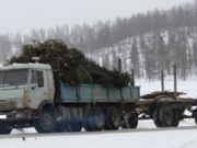 Задержан очередной «черный лесоруб», спиливший 111 елей Задержан очередной «черный лесоруб», спиливший 111 елей