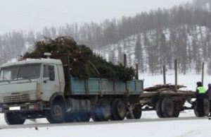 Задержан очередной «черный лесоруб», спиливший 111 елей Задержан очередной «черный лесоруб», спиливший 111 елей
