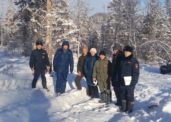 27 вековых сосен срубил злоумышленник в Чемальском районе