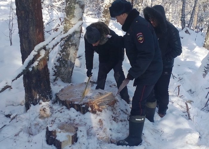 27 вековых сосен срубил злоумышленник в Чемальском районе