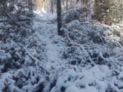 27 вековых сосен срубил злоумышленник в Чемальском районе 27 вековых сосен срубил злоумышленник в Чемальском районе