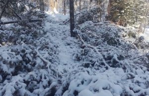 27 вековых сосен срубил злоумышленник в Чемальском районе