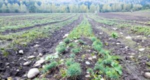 В Горном Алтае восстановлено почти 193 га утраченных хвойных лесов