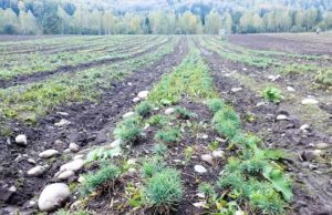 В Горном Алтае восстановлено почти 193 га утраченных хвойных лесов
