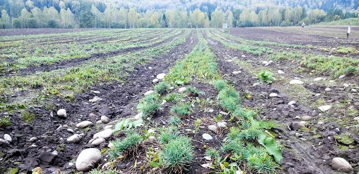 В Горном Алтае восстановлено почти 193 га утраченных хвойных лесов