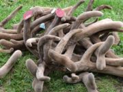 Свыше 40 тонн пантов марала экспортировано из Республики Алтай в этом году Свыше 40 тонн пантов марала экспортировано из Республики Алтай в этом году