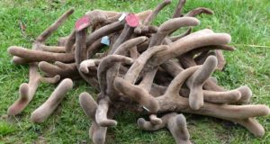Свыше 40 тонн пантов марала экспортировано из Республики Алтай в этом году Свыше 40 тонн пантов марала экспортировано из Республики Алтай в этом году