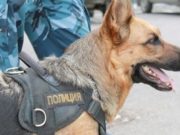 Служебная собака помогла полицейским найти грабителя Служебная собака помогла полицейским найти грабителя