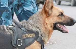 Служебная собака помогла полицейским найти грабителя Служебная собака помогла полицейским найти грабителя