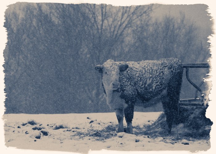 Зимовка скота 1945
