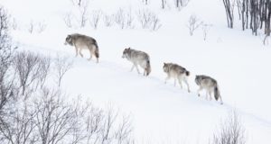 497 волков добыли охотники-волчатники в 2019 году 497 волков добыли охотники-волчатники в 2019 году