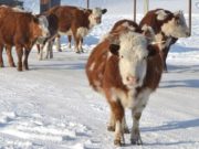 Зима на дворе, а на коровах нашли трех живых клещей Зима на дворе, а на коровах нашли трех живых клещей