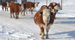 Зима на дворе, а на коровах нашли трех живых клещей
