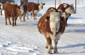 Зима на дворе, а на коровах нашли трех живых клещей Зима на дворе, а на коровах нашли трех живых клещей