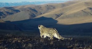 Еще двух полуторагодовалых барсят сфотографировали в Сайлюгеме