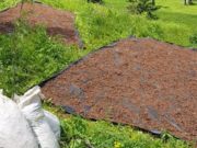Более 8 тонн незаконно добытого «золотого корня» изъяли пограничники в минувшем году Более 8 тонн незаконно добытого «золотого корня» изъяли пограничники в минувшем году