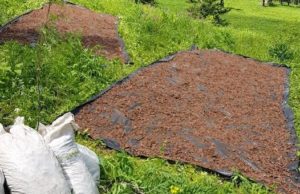 Более 8 тонн незаконно добытого «золотого корня» изъяли пограничники в минувшем году Более 8 тонн незаконно добытого «золотого корня» изъяли пограничники в минувшем году
