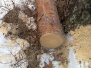 На горе Бешпек в Чемале незаконно срубили сосны На горе Бешпек в Чемале незаконно срубили сосны