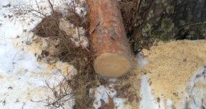 На горе Бешпек в Чемале незаконно срубили сосны На горе Бешпек в Чемале незаконно срубили сосны