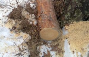 На горе Бешпек в Чемале незаконно срубили сосны На горе Бешпек в Чемале незаконно срубили сосны