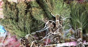 Арчын преткновения: на Алтае предложили запретить свободную продажу можжевельника