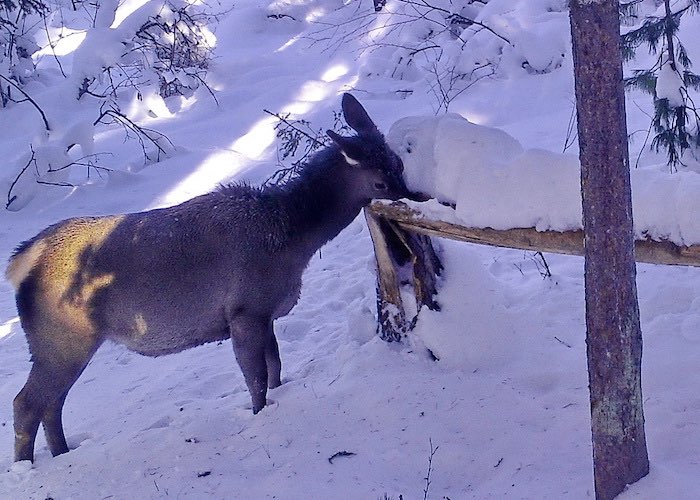 Как зимуют копытные в Алтайском заповеднике