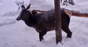 Как зимуют копытные в Алтайском заповеднике