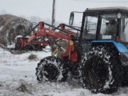 В Майминском районе зимовка скота проходит без осложнений В Майминском районе зимовка скота проходит без осложнений