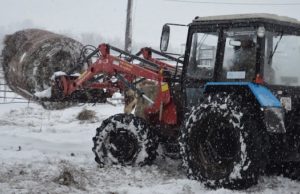 В Майминском районе зимовка скота проходит без осложнений