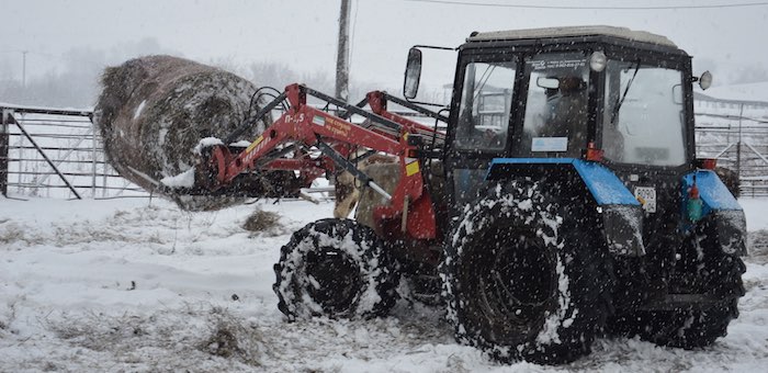 В Майминском районе зимовка скота проходит без осложнений