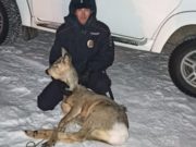 Дикая косуля бегала по улицам Горно-Алтайска Дикая косуля бегала по улицам Горно-Алтайска