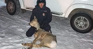 Дикая косуля бегала по улицам Горно-Алтайска