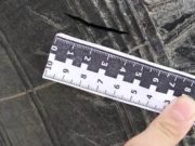 Уволенный скотник из чувства мести проколол колеса прицепа Уволенный скотник из чувства мести проколол колеса прицепа