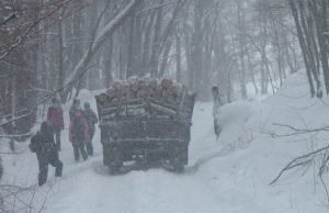На совещании в правительстве обсудили развитие лесной отрасли Чойского района